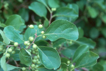 Immature-fruits-of-Bittersweet