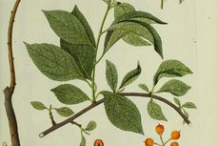Plant-Illustration-of-Bittersweet-plant