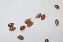 Seeds-of-Bittersweet-plant