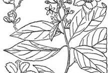 Sketch-of-Bittersweet-plant
