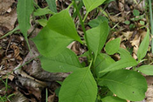 Small-Bittersweet-Plant