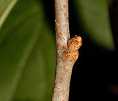 Twig-of-Bittersweet-plant