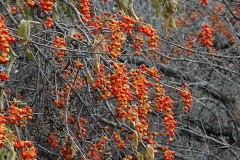 Bittersweet-Plant