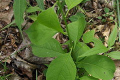 Small-Bittersweet-Plant