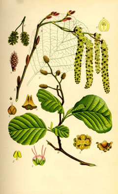 Black-Alder-Plant-Illustration