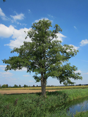 Black-Alder-Tree