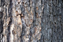 Bark-of-Black-Alder