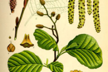 Black-Alder-Plant-Illustration