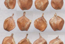 Black-Alder-Seeds