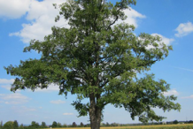 Black-Alder-Tree