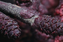 Female-catkins-of-Black-Alder