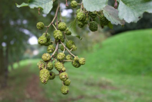 Fruit-of-Black-Alder-plant