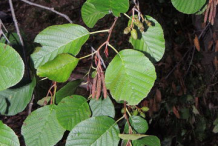 Leaves-of-Black-Alder