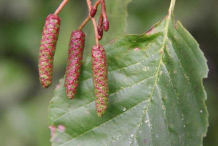 Mature-Male-Catkins-of-Black-Alder