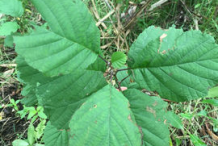 Small-Black-Alder-plant