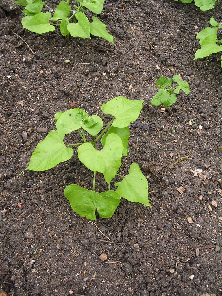 Black-bean-plant