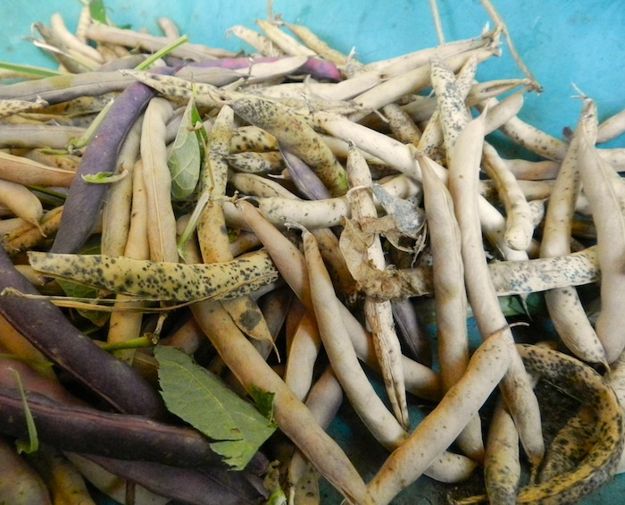 Dried-pods-of-Black-bean