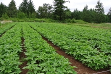 Black-bean-farm