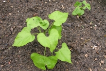 Black-bean-plant