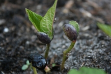 Black-bean-seedlings