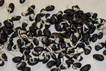 Black-bean-sprout