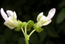 Close-view-of-Black-bean-flower