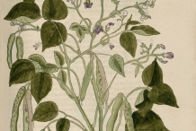 Illustration-of-Black-bean