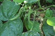 Immature-pods-of-Black-bean
