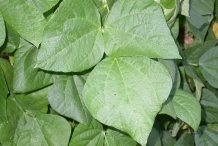 Leaves-of-Black-bean