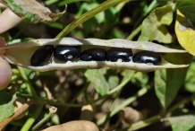 Open-pod-of-Black-bean