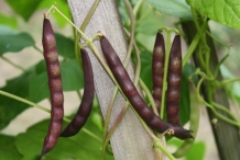 Pods-of-Black-bean