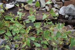 Black-Bindweed-plant-growing-wild