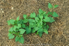 Black-Bindweed-plant