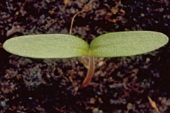 Black_bindweed-sapling