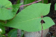 Closer-view-of-leaves-of-Black-Bindweed