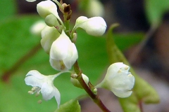 Flower-of-Black-Bindweed