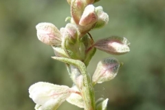 Flowering-buds-of-Black-Bindweed
