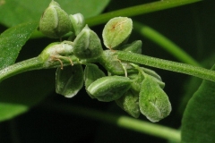 Immature-fruits-of-Black-Bindweed