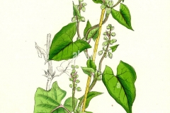 Plant-Illustration-of-Black-Bindweed