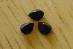 Seeds-of-Black-Bindweed