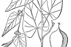 Sketch-of-Black-Bindweed