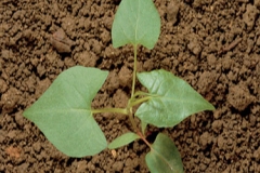 Small-Black-bindweed-plant