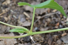 Stem-of-Black-Bindweed