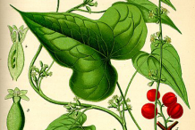 Black-Bryony-Plant-Illustrations