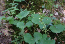 Black-Bryony-Plant