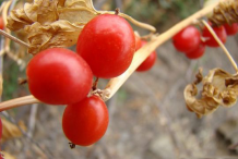 Close-up-view-of-Black-Bryony-fruit
