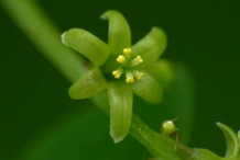Closer-view-of-flower-of-Black-Bryony