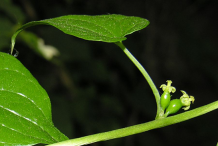 Closer-view-of-stem-of-Black-Bryony