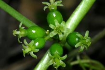 Closer-view-of-unripe-fruit-of-Black-Bryony