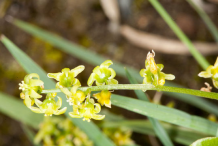 Flower-of-Black-Bryony-plant